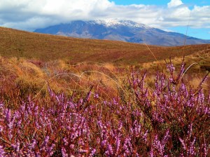 heather-clad fields all the way to Mount Ruhapehu