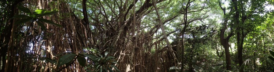 Giant Banyan Tree